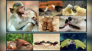 Los besos podrían tener 20 millones de años y venir directamente de nuestros ancestros primates