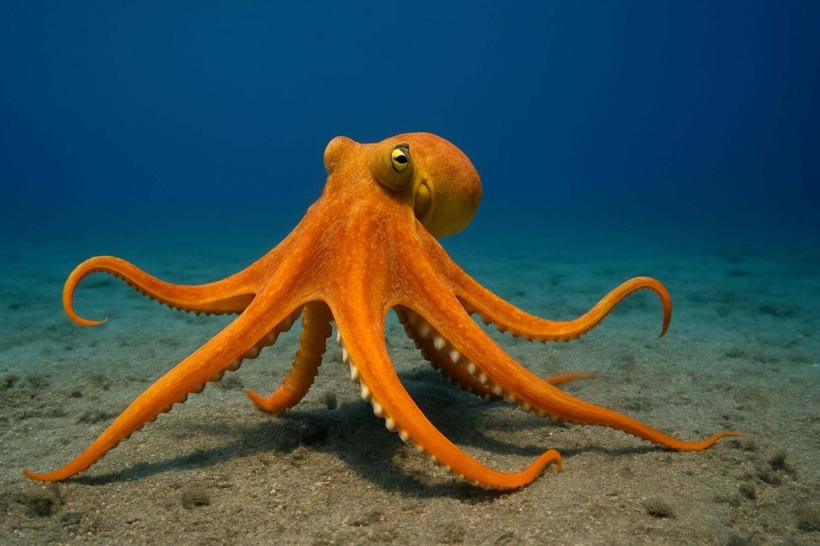 Los brazos de los pulpos son extremadamente versátiles, aunque ciertos tentáculos se utilizan con más frecuencia para tareas concretas