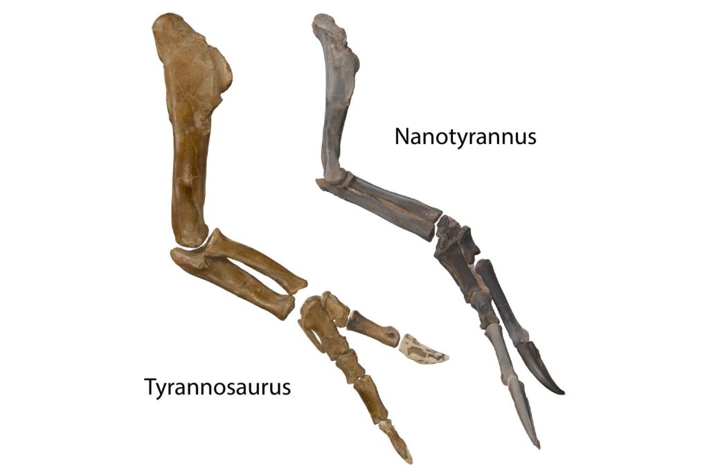 Comparativa entre las extremidades delanteras de Nanotyrannus y T. rex, que revela notables diferencias anatómicas clave entre ambas especies