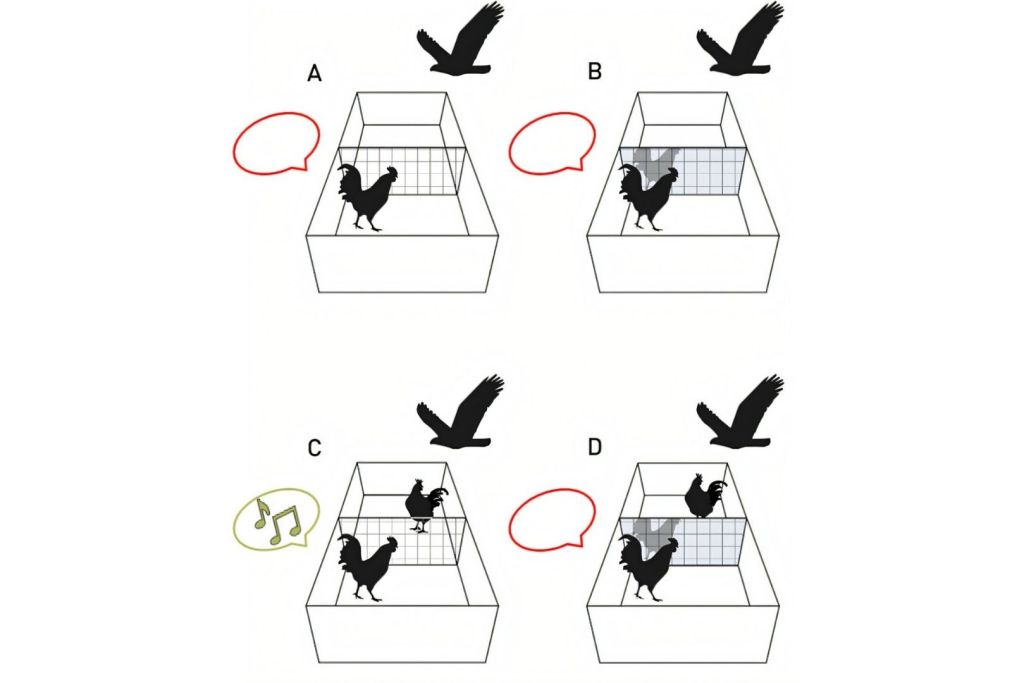 Condiciones experimentales del test del espejo de autoconciencia en gallos