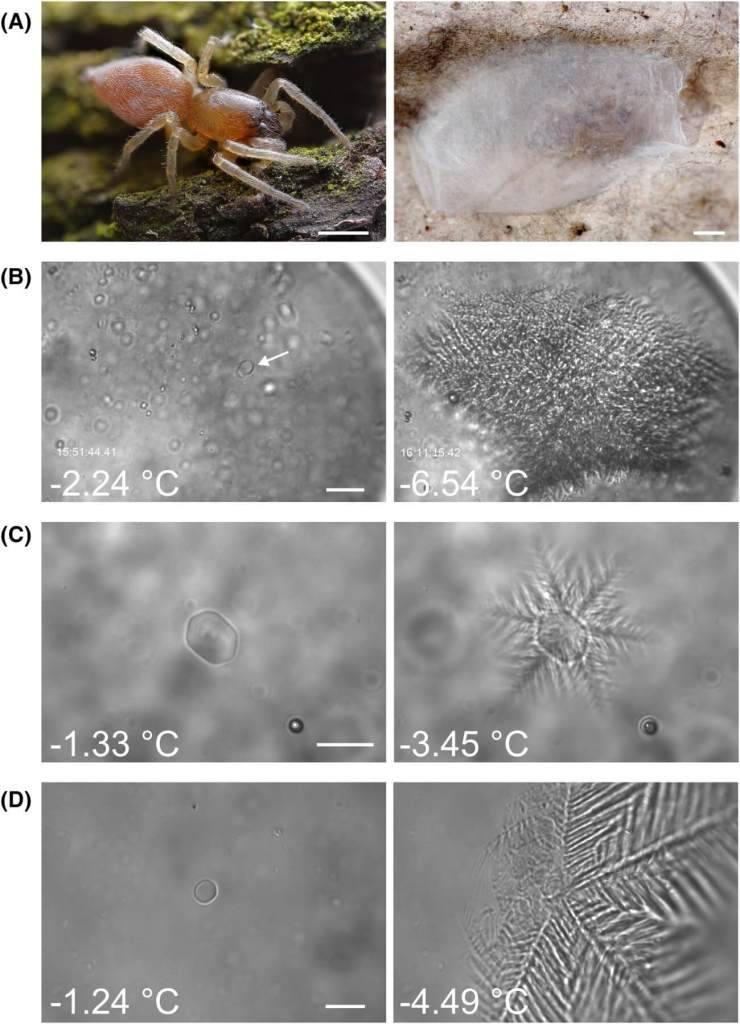 Juvenil de Clubiona en corteza y en su refugio de seda, junto a imágenes de cristales de hielo modificados por sus proteínas anticongelantes, incluido un ejemplo con proteína recombinante.