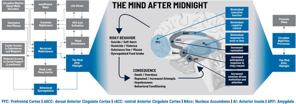 El modelo “La mente después de medianoche” muestra cómo, durante la vigilia nocturna, se activan áreas cerebrales vinculadas a la emoción y la recompensa, mientras disminuye el control del pensamiento racional, favoreciendo conductas impulsivas y de riesgo.