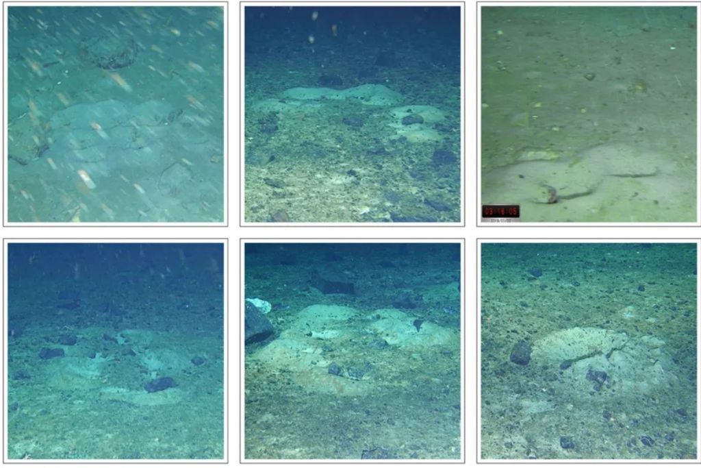 Los nidos adoptan diversas formas: pueden agruparse en racimos, disponerse en media luna o alinearse en fila, e incluso formar óvalos cerrados, curvas en forma de “U” o aparecer completamente aislados unos de otros