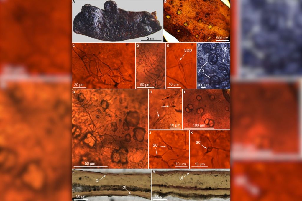 Estructura y forma interna de Spongiophyton nanum