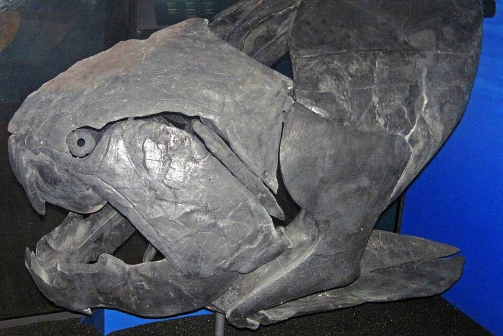 Dunkleosteus terrelli (Newberry en 1873)