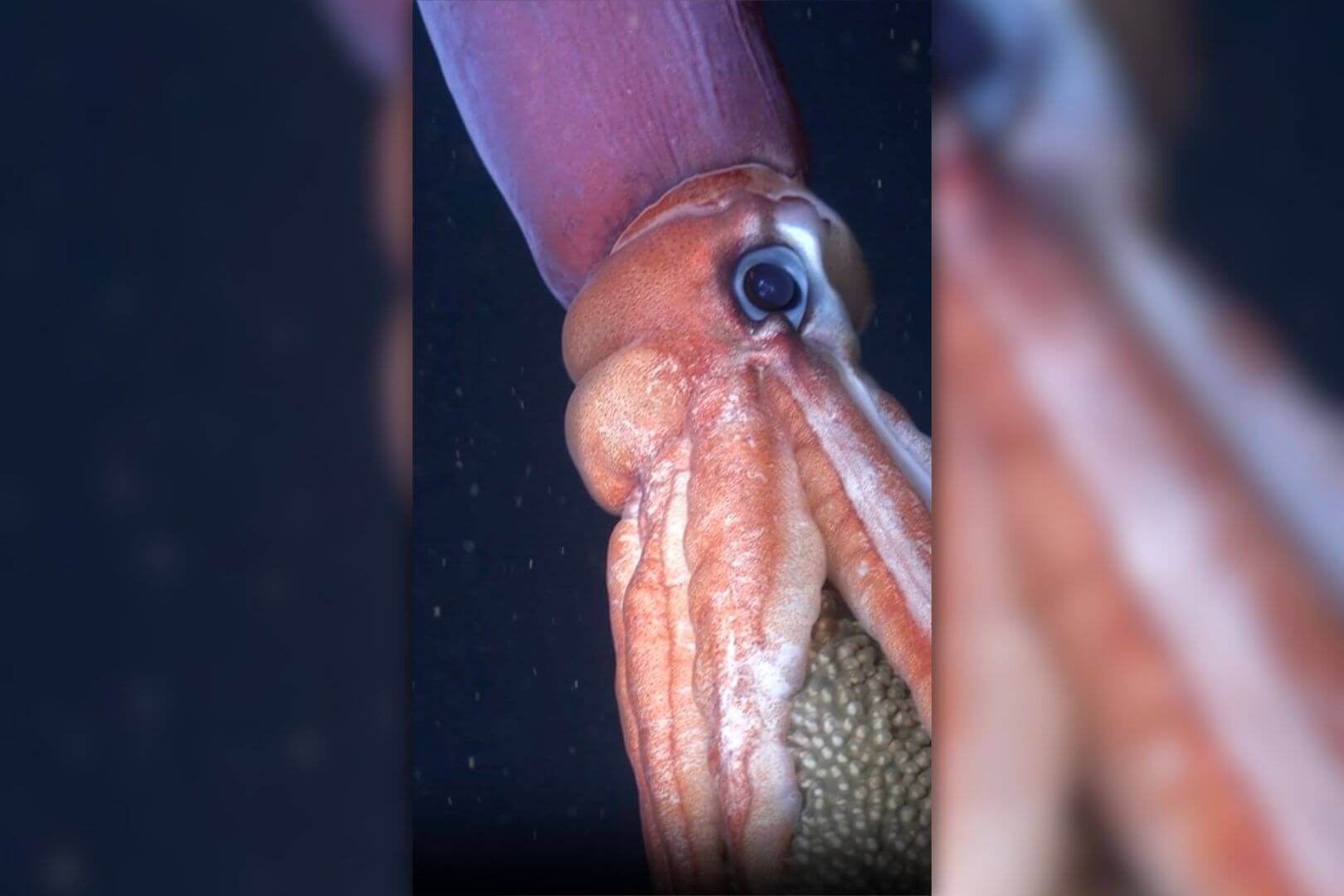 Filman en Chile a una especie de las profundidades haciendo algo nunca antes registrado por la ciencia