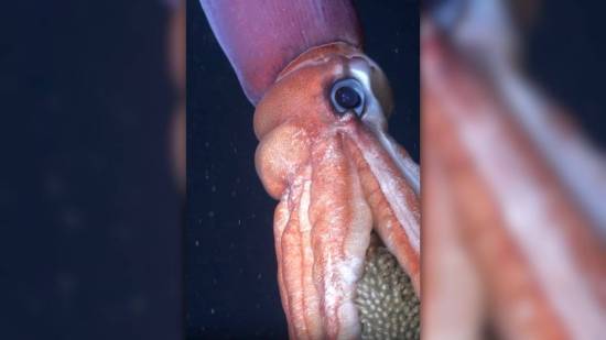 Filman en Chile a una especie de las profundidades haciendo algo nunca antes registrado por la ciencia