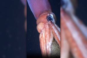 Científicos logran captar en vídeo una escena insólita en el fondo del océano frente a Chile: una criatura casi invisible a la ciencia se deja ver en movimiento