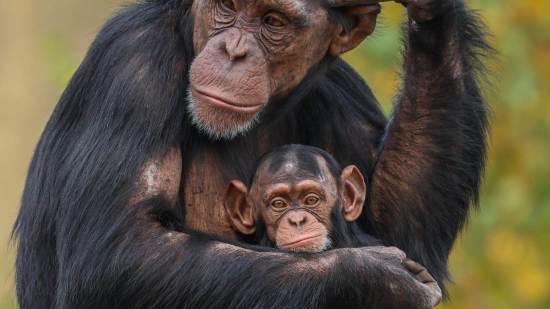 Una nueva investigación de las universidades de UCLA y Michigan revela que las comunidades de chimpancés que amplían su territorio a costa de grupos vecinos obtienen ventajas reproductivas notables