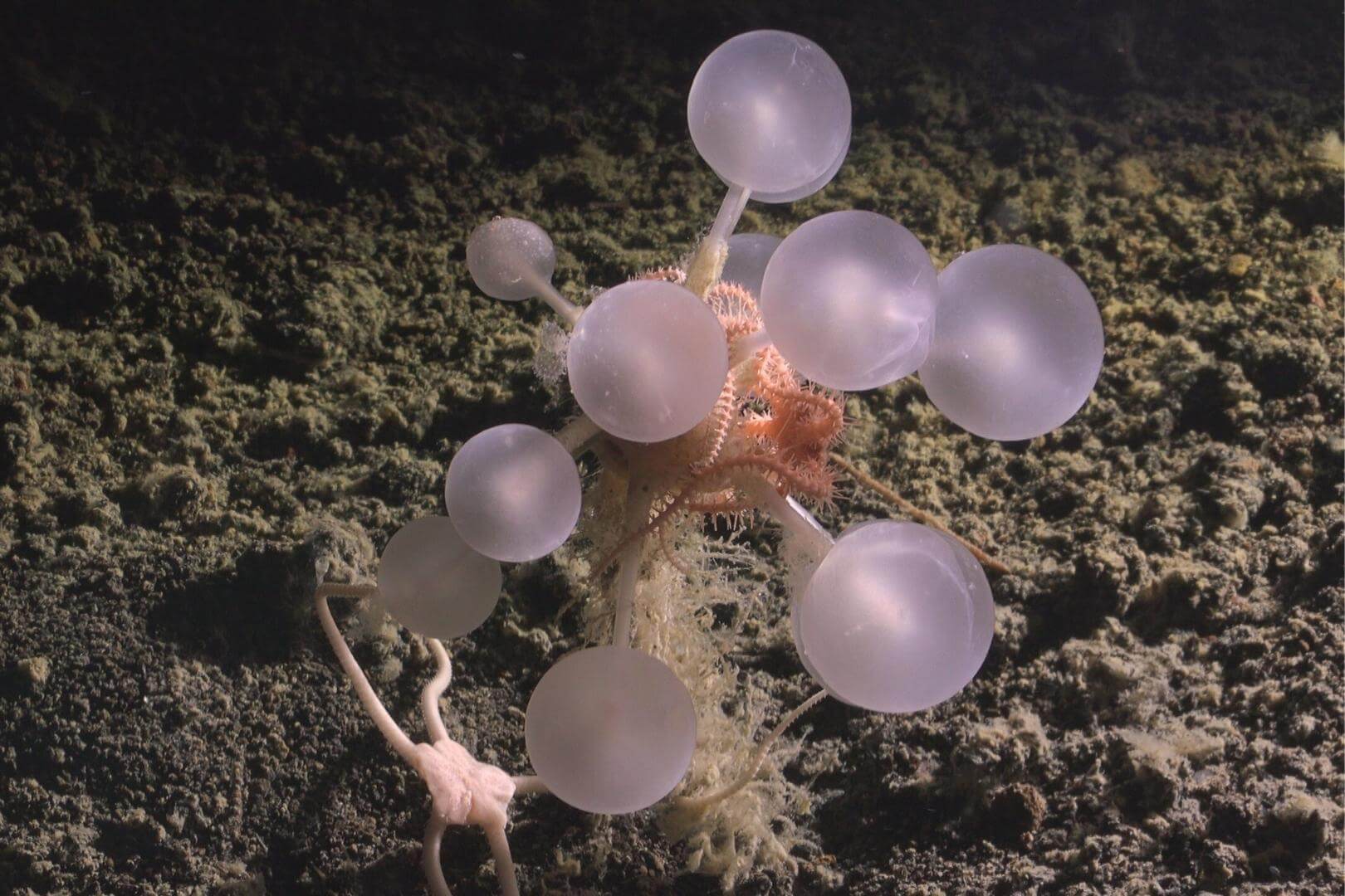 La recién descubierta esponja carnívora conocida como bola de la muerte