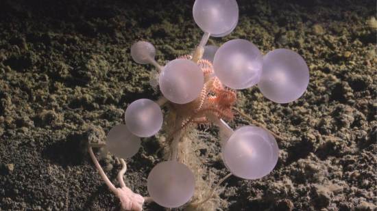 La recién descubierta esponja carnívora conocida como bola de la muerte