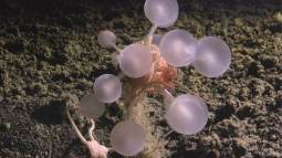 La recién descubierta esponja carnívora conocida como bola de la muerte
