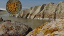 Un líquen fósil del Devónico revela que la vida en tierra firme comenzó con una alianza entre hongos y algas