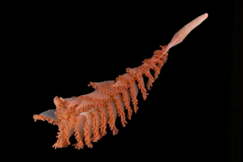 Extraño animal encontrado recientemente