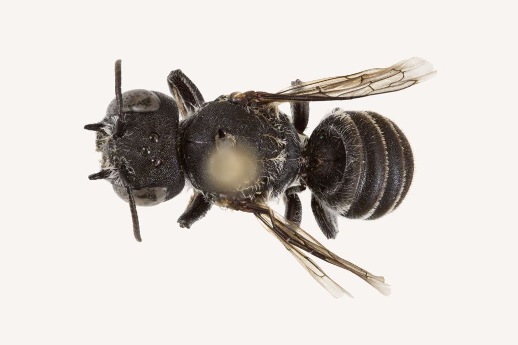 Una abeja con cuernos y nombre infernal emerge en el interior australiano