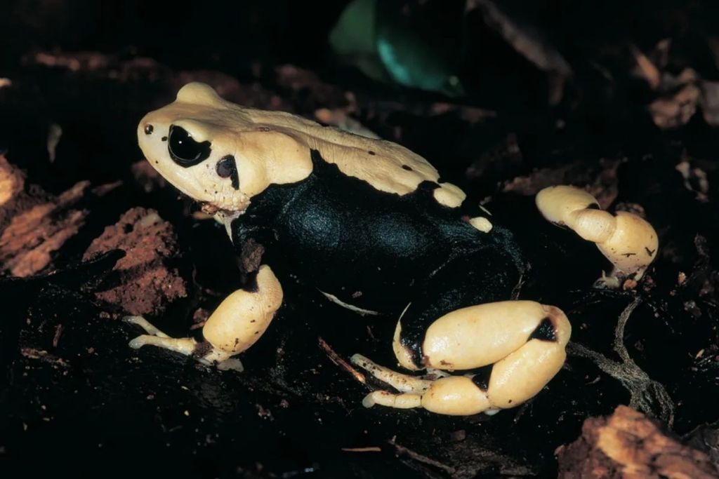 Conoce al enigmático Nectophrynoides uhehe, uno de los sapos vivíparos recién descubiertos que habita en las selvas montañosas de Tanzania