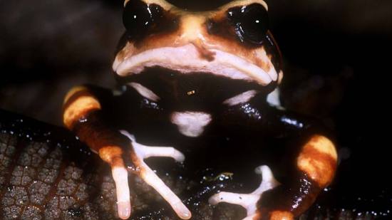 Así luce Nectophrynoides luhomeroensis, una de las tres sorprendentes especies de sapos que dan a luz crías vivas recién identificadas en Tanzania