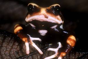Identifican tres nuevas especies de sapos que dan a luz en Tanzania: vivieron ocultas en museos más de un siglo y pueden tener hasta 100 crías