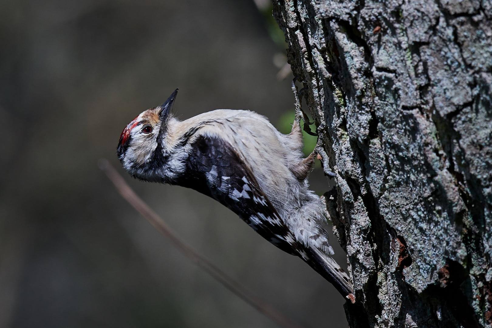 Pajaro carpintero