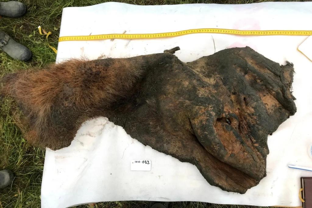 Uno de los diez ejemplares analizados en el estudio incluía piel y parte de la oreja, extraídas del cráneo de un mamut lanudo hallado en 2018 en Belaya Gora, junto al río Indigirka, en Siberia