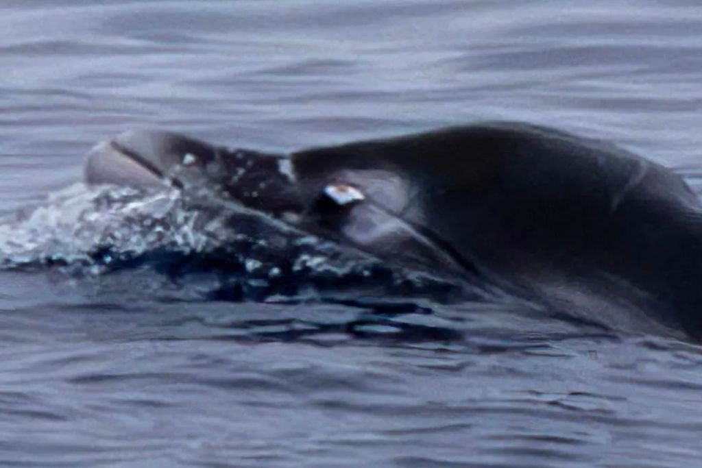 Un macho adulto de zifio de dientes de ginkgo, cubierto de cicatrices, muestra su historia de batallas