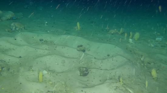 Mientras exploraban en 2019 las gélidas aguas en busca del mítico barco Endurance de Ernest Shackleton, los investigadores se toparon con algo inesperado: un conjunto de extrañas hendiduras agrupadas en el fondo marino