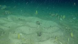 Mientras exploraban en 2019 las gélidas aguas en busca del mítico barco Endurance de Ernest Shackleton, los investigadores se toparon con algo inesperado: un conjunto de extrañas hendiduras agrupadas en el fondo marino