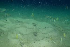 Científicos descubren miles de misteriosos cráteres bajo el hielo antártico: ahora saben qué criatura los hizo