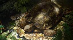 Reconstrucción paleoartística de Manouria morla, mostrando su posible aspecto en vida