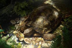 Descubren la tortuga ancestral que pudo dar origen a especies asiáticas: vivió en un bosque tropical hace 17 millones de años