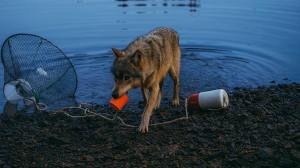 “No podía creer lo que veían mis ojos: captan a un lobo salvaje usando una herramienta por primera vez