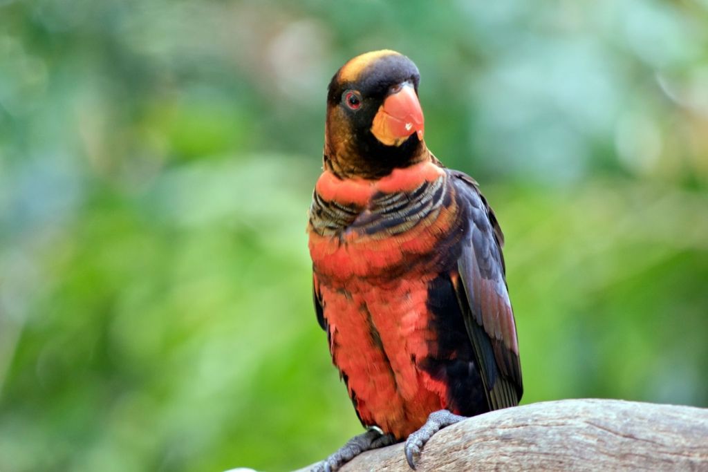 Los investigadores centraron su trabajo en dos especies muy llamativas: el lori sombrío y el inseparable de máscara roja