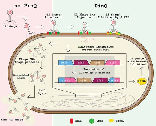 Esquema del sistema de defensa PinQ. Sin esta proteína, el fago T2 se adhiere a la célula y la destruye. Con PinQ activa, la bacteria invierte un fragmento de su ADN y genera la proteína StfE2, que bloquea los receptores donde el virus intenta unirse, impidiendo la infección.
