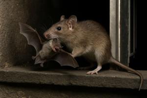 Descubren que ratas cazan murciélagos al vuelo en Alemania: un hallazgo 