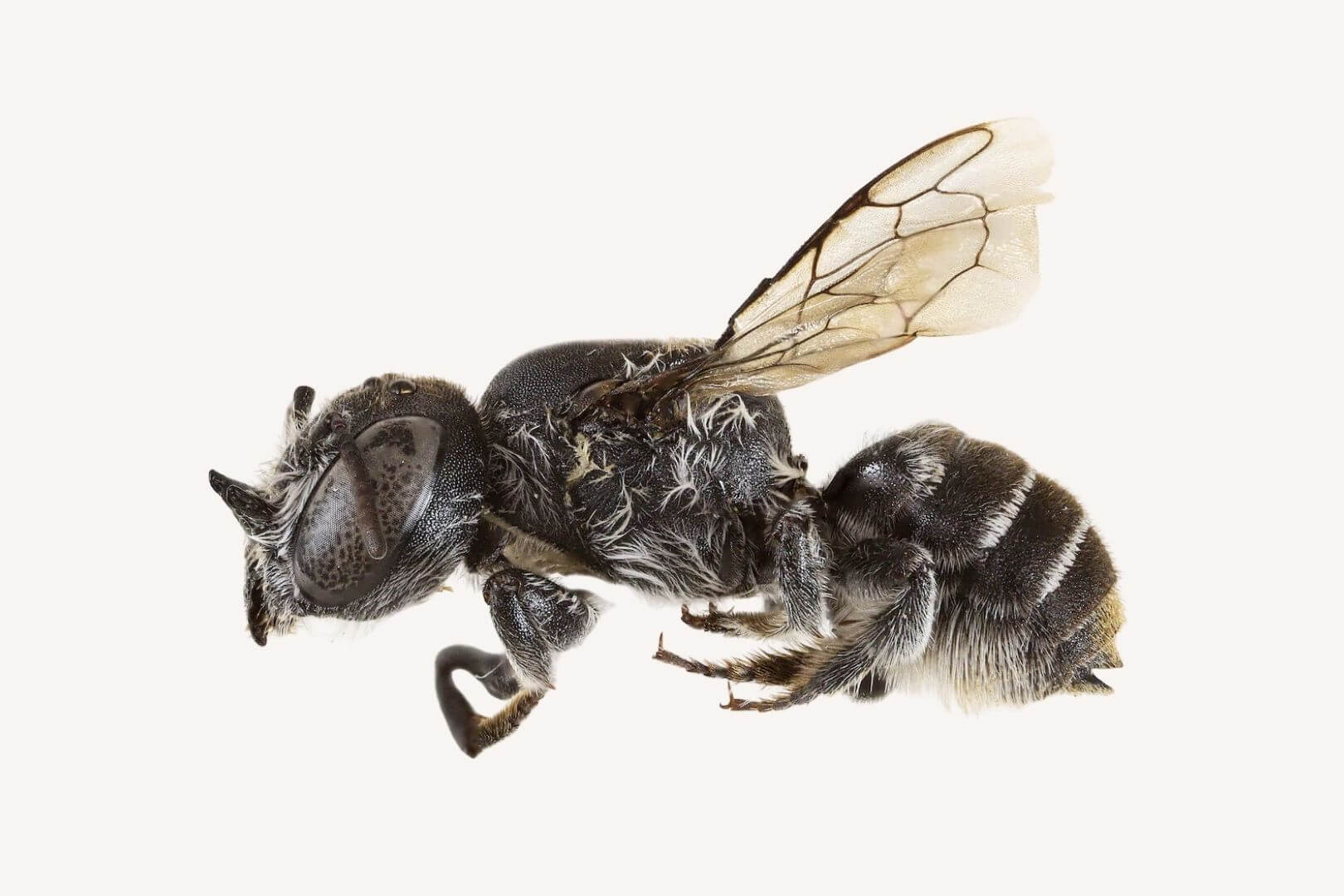 El ejemplar fue hallado en una remota región del oeste australiano