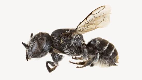 El ejemplar fue hallado en una remota región del oeste australiano