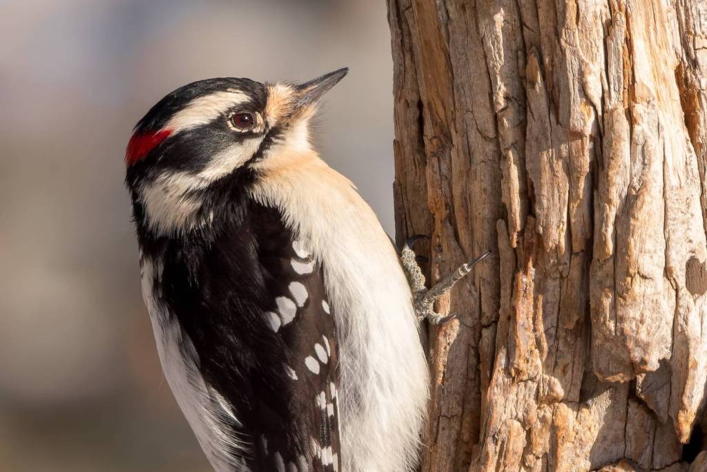 Con solo 25 gramos de peso, logran golpear la madera como si fueran proyectiles vivientes