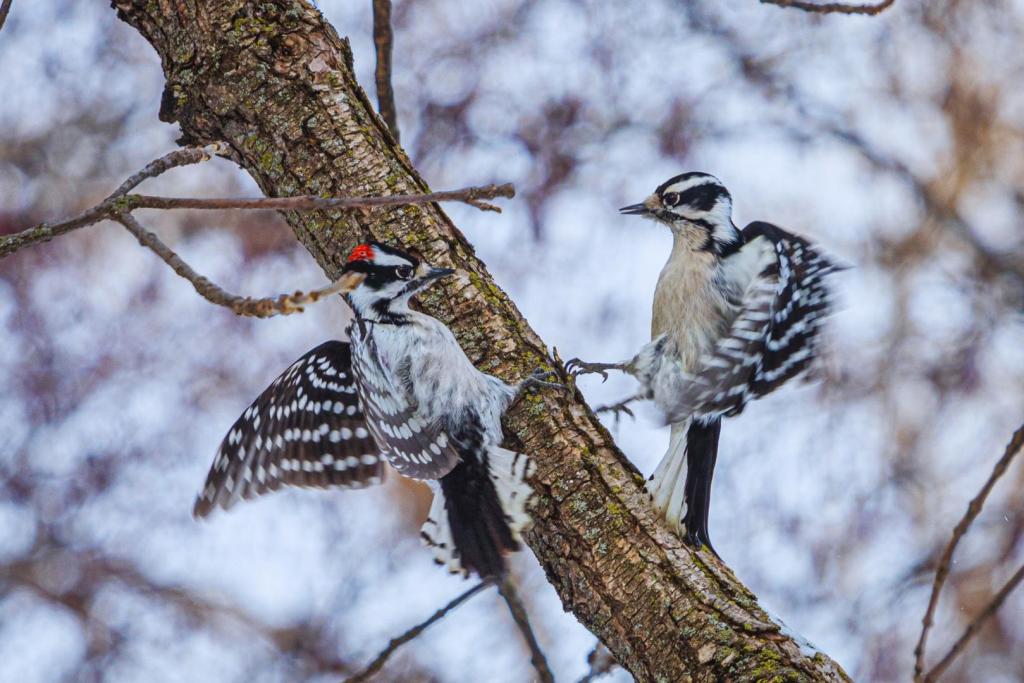 Con solo 25 gramos de peso, los carpinteros pubescentes logran golpear con una fuerza descomunal