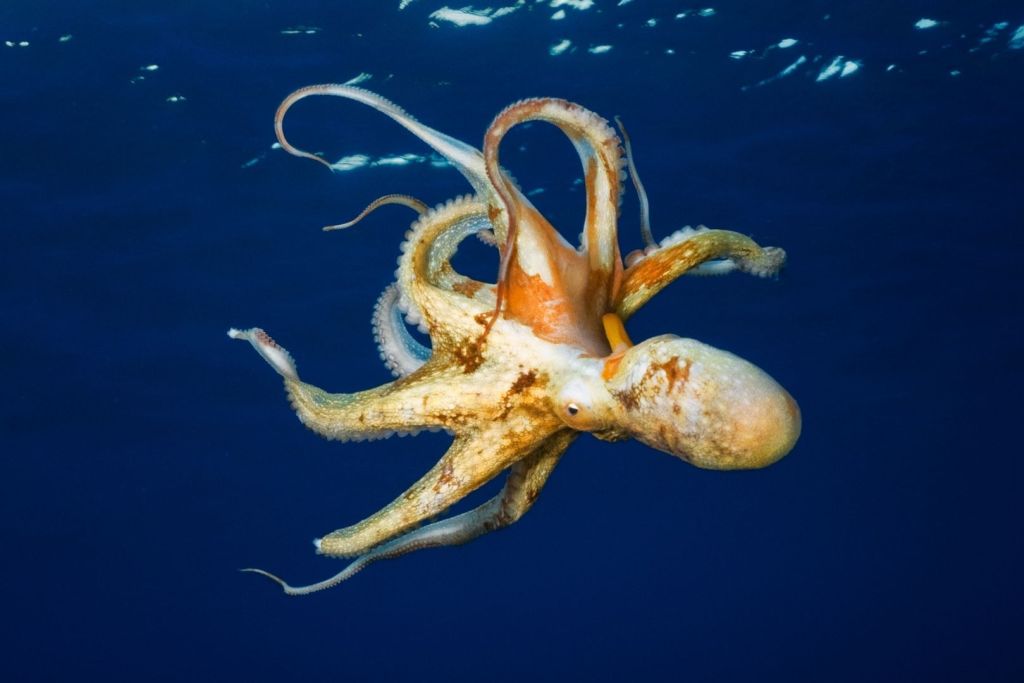 Estos cefalópodos no emplean cada uno de sus brazos del mismo modo, una característica que curiosamente comparten con los primates