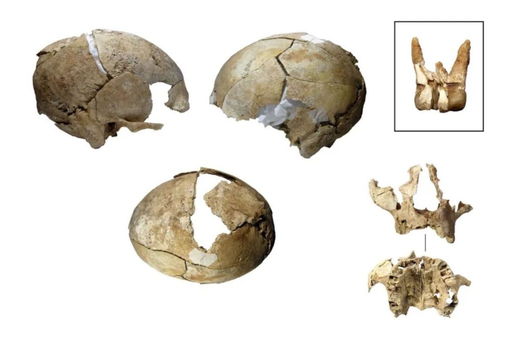 Recreación del cráneo hallado en el yacimiento de La Loma, en España