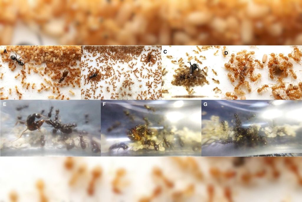 Secuencia de comportamientos con los que dos reinas parásitas logran que una colonia cometa matricidio sin saberlo