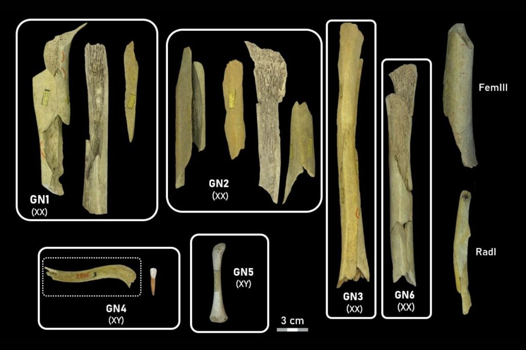 Restos óseos de neandertales hallados en la tercera cueva de Goyet, en Bélgica
