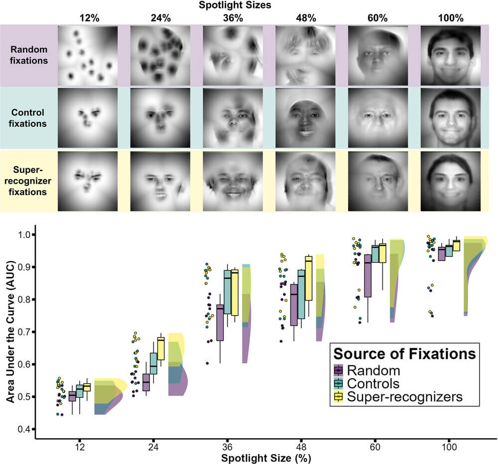 Los súper reconocedores aprovechan más información visual de la retina al aprender rostros, lo que mejora la precisión de identificación frente a observadores típicos y modelos computacionales.