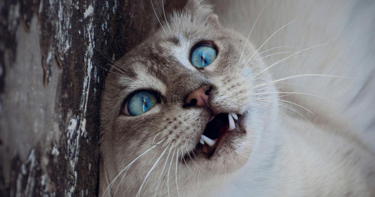 muyinteresante.okdiario.com