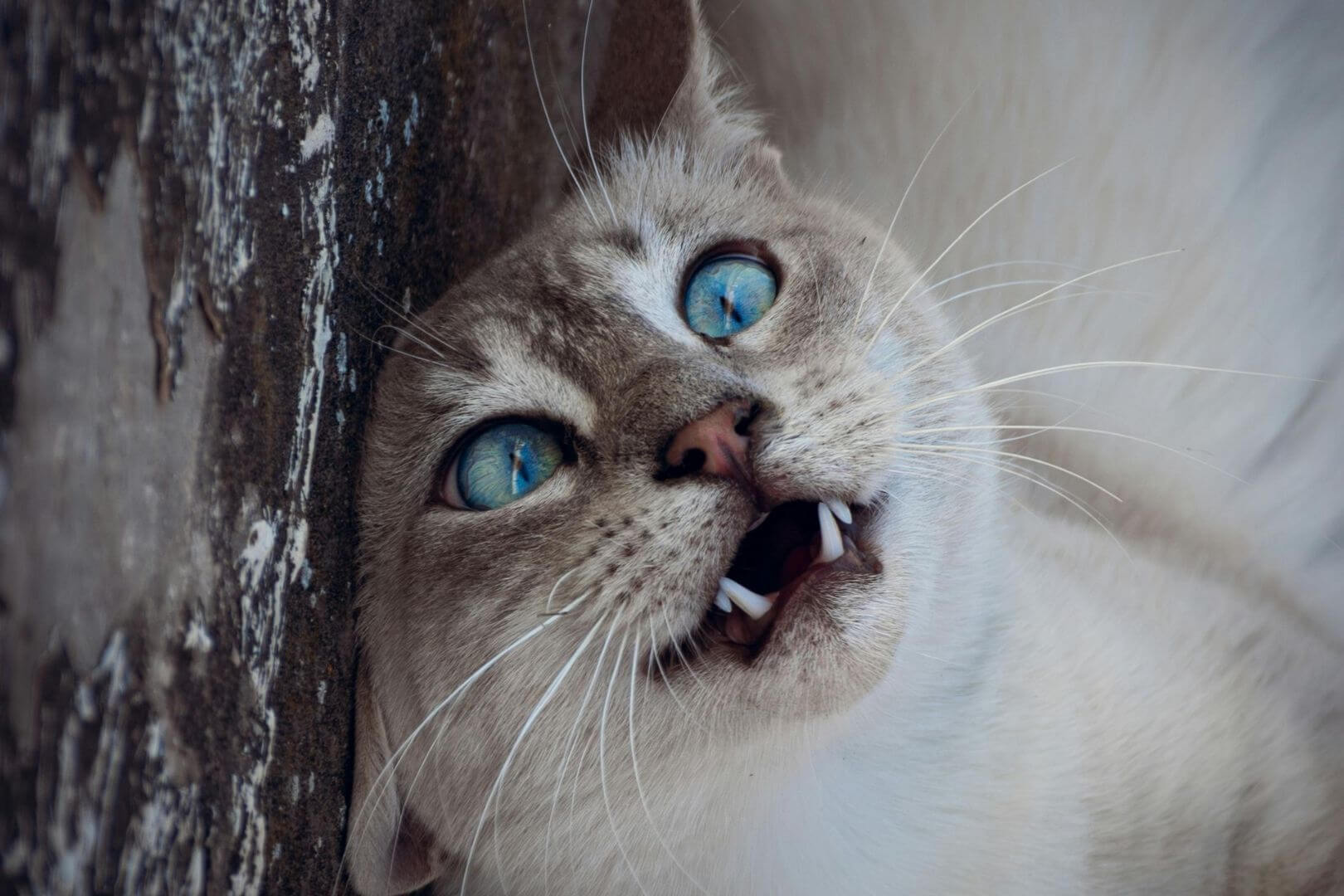 Una nueva revisión científica pone a los gatos en el punto de mira de la salud mental