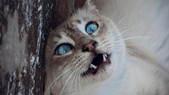 Una nueva revisión científica pone a los gatos en el punto de mira de la salud mental