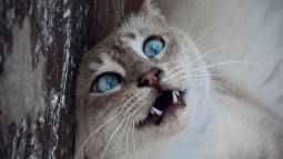 Una nueva revisión científica pone a los gatos en el punto de mira de la salud mental