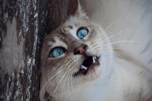 ¿Tener un gato en casa puede duplicar el riesgo de esquizofrenia? Esto es lo que dice la ciencia