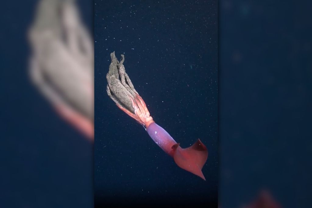 Graban en el lecho marino de Chile a un calamar realizando una hazaña que pocos habían presenciado
