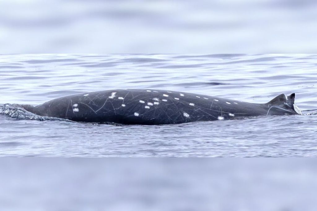 Confirman por primera vez en el océano a un zifio con colmillos ocultos y toman su ADN con una ballesta especializada